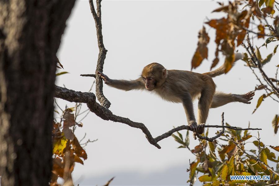 #CHINA-LIANYUNGANG-HUAGUO MOUNTAIN-MONKEY(CN)