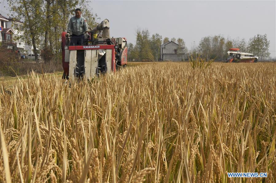 #CHINA-JIANGSU-RICE-HARVEST (CN)