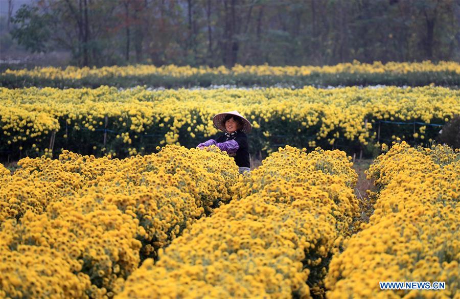 #CHINA-ANHUI-HUANGSHAN-CHRYSANTHEMUM (CN)