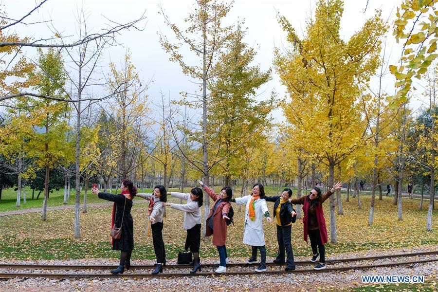 CHINA-ZHEJIANG-CHANGXING-GINKGO-SCENERY (CN) 