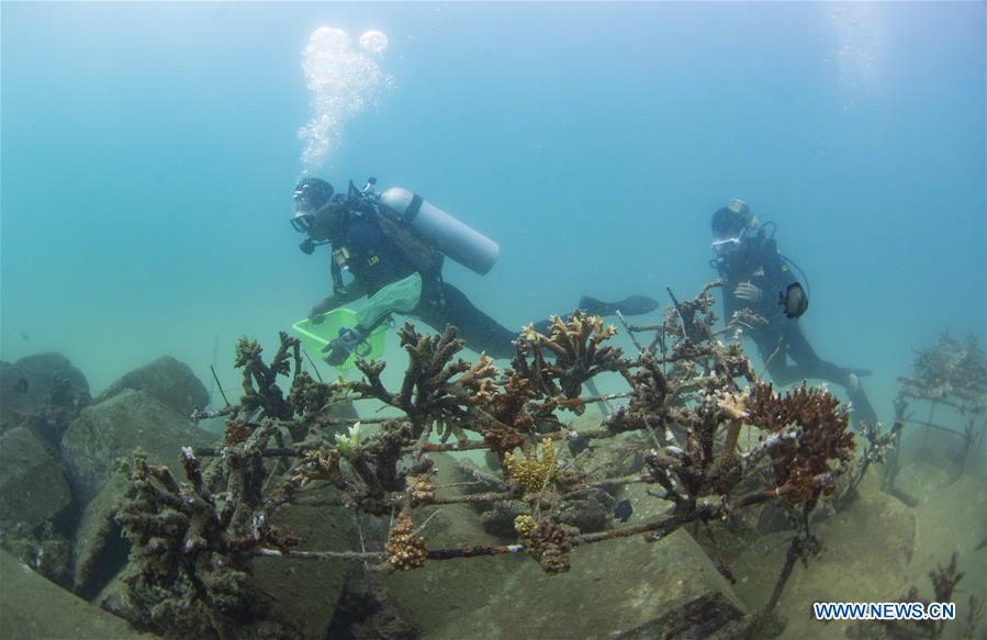 CHINA-HAINAN-DIVING INSTRUCTOR-CORAL REEF RESTORATION (CN)