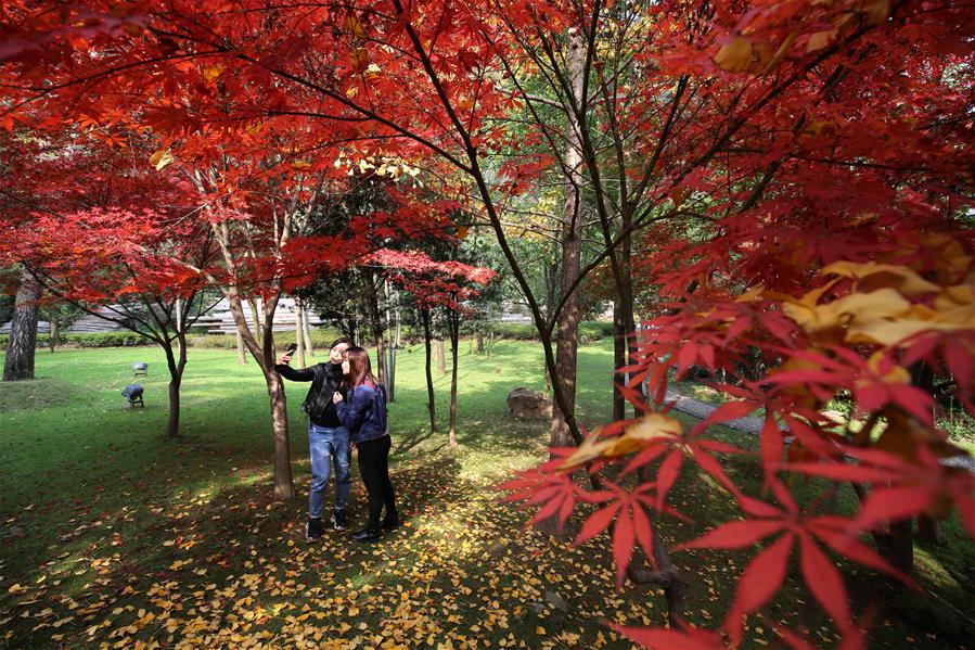 CHINA-MAPLE LEAVES-SCENERY (CN)