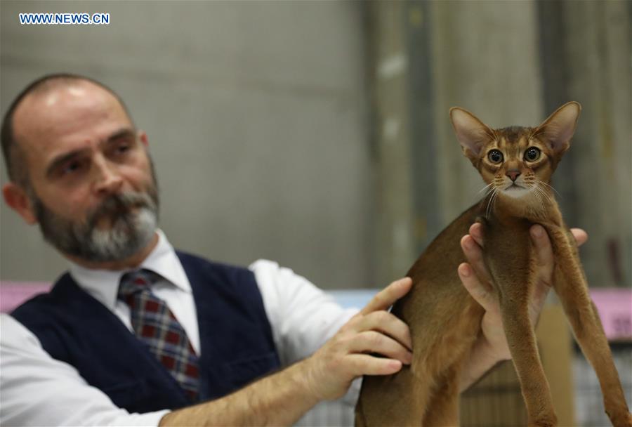 ITALY-BOLOGNA-AMERICAN CAT SHOW