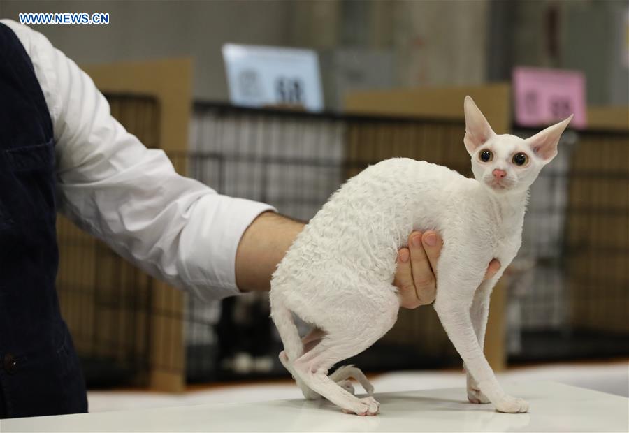 ITALY-BOLOGNA-AMERICAN CAT SHOW