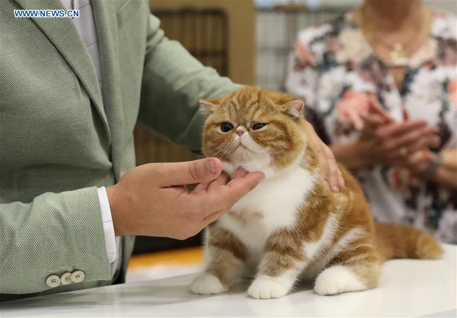 ITALY-BOLOGNA-AMERICAN CAT SHOW