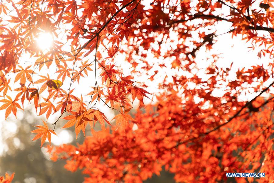 CHINA-HUNAN-CHANGSHA-AUTUMN SCENERY (CN)