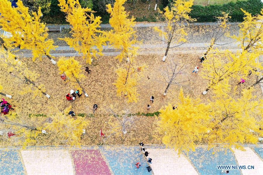 #CHINA-AUTUMN-GINKGO (CN)