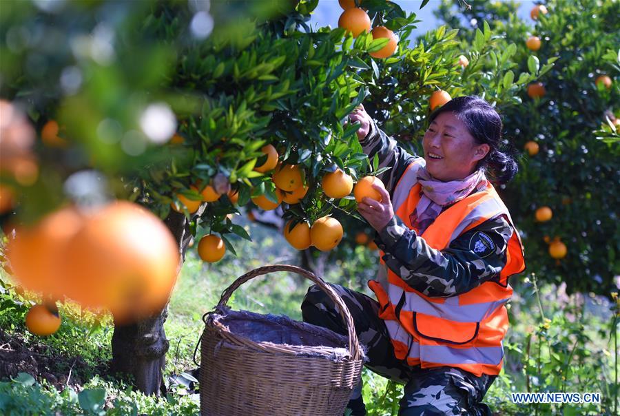 #CHINA-HUBEI-ZIGUI-NAVEL ORANGE (CN)