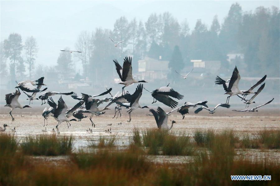 CHINA-GUIZHOU-WEINING-NATURE RESERVE-BLACK-NECKED CRANE (CN)