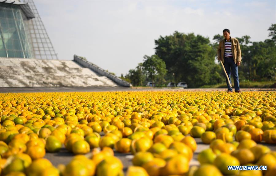 CHINA-GUANGDONG-JIANGMEN-TANGERINE-HARVEST(CN)