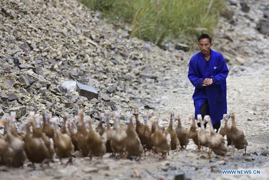 #CHINA-GUIZHOU-POVERTY ALLEVIATION-DUCK FARMING (CN)