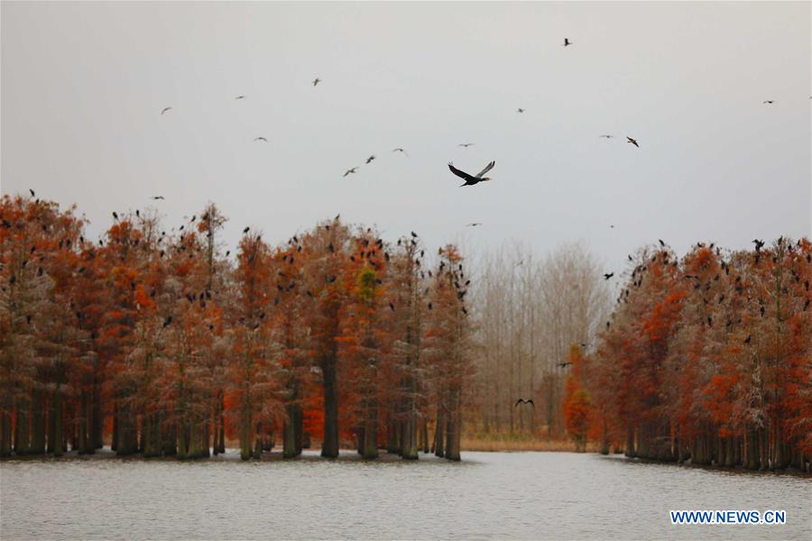 CHINA-ANHUI-LAI'AN-POND CYPRESS-SCENERY (CN)