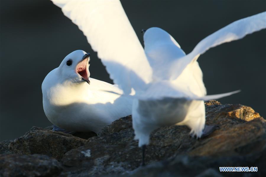 ANTARCTICA-XUELONG-ZHONGSHAN STATION-SNOW PETREL