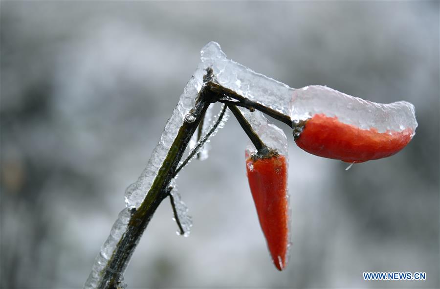 #CHINA-HUBEI-ENSHI-FROZEN PLANTS(CN)