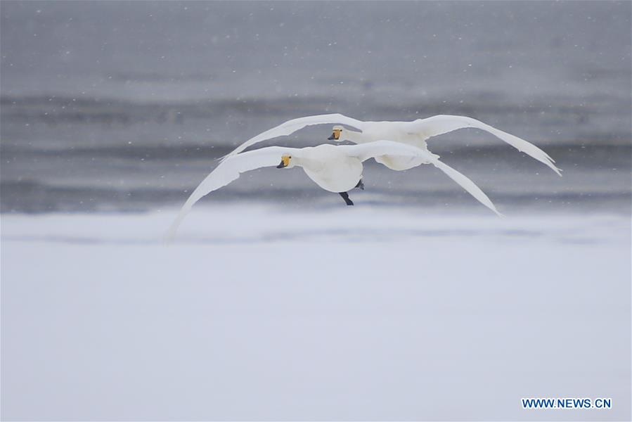 #CHINA-WEATHER-WINTER SCENERY (CN)