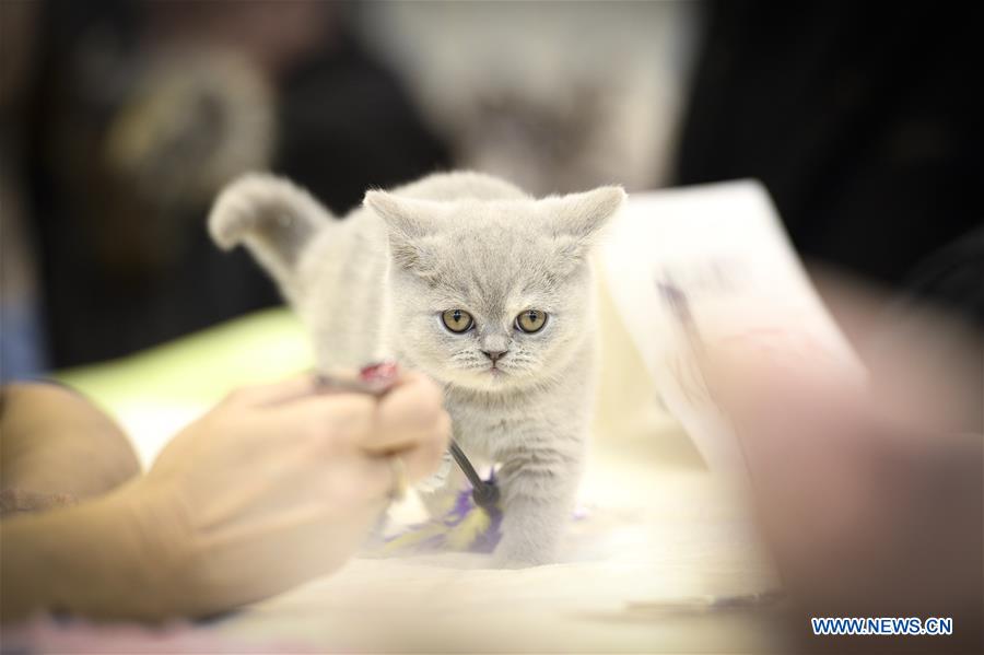 POLAND-WARSAW-CAT SHOW