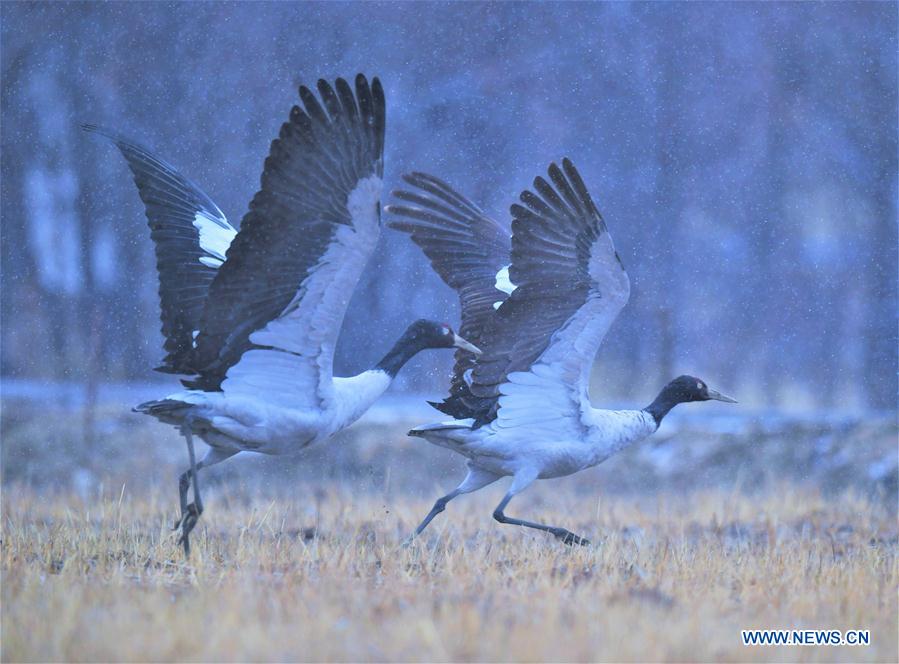 CHINA-TIBET-BLACK-NECKED CRANES (CN)