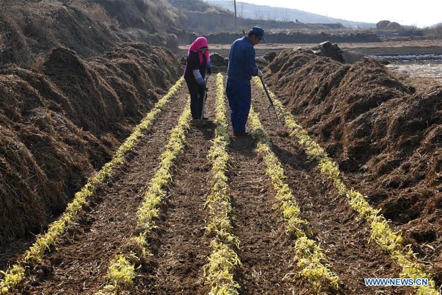 CHINA-GANSU-CHIVE-HARVEST (CN)