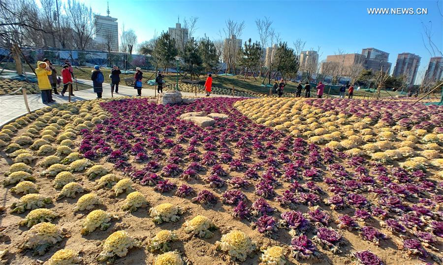 CHINA-BEIJING-WINTER-PARK-ORNAMENTAL KALE (CN)