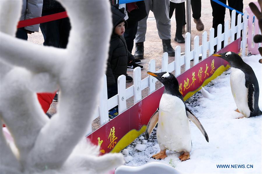 CHINA-SHANDONG-QINGDAO-PENGUIN-TOURISM (CN)