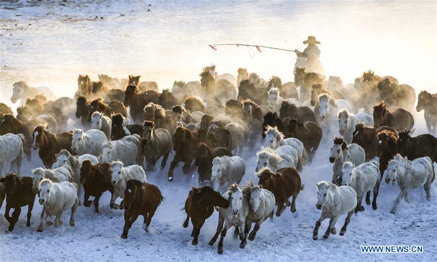 CHINA-INNER MONGOLIA-HORSE-GRASSLAND (CN)