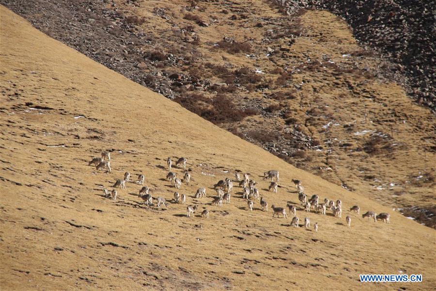 CHINA-QINGHAI-WILD ANIMALS-SCENERY (CN)