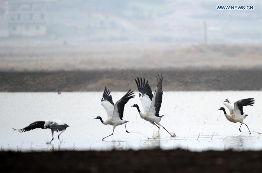 CHINA-GUIZHOU-WEINING-MIGRATORY BIRDS (CN)