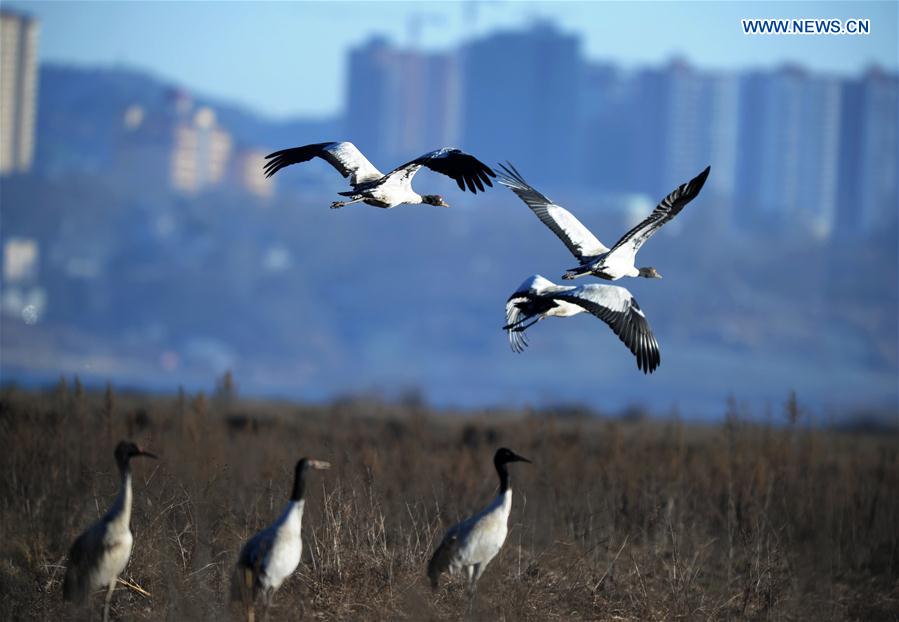 CHINA-GUIZHOU-WEINING-MIGRATORY BIRDS (CN)