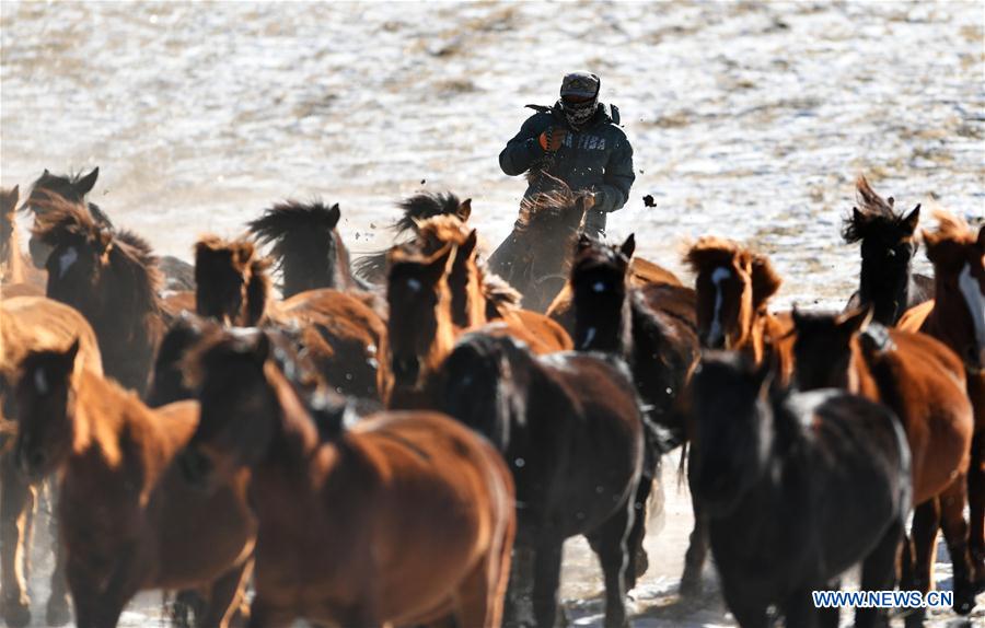 CHINA-GANSU-SHANDAN RANCH-HORSE (CN)