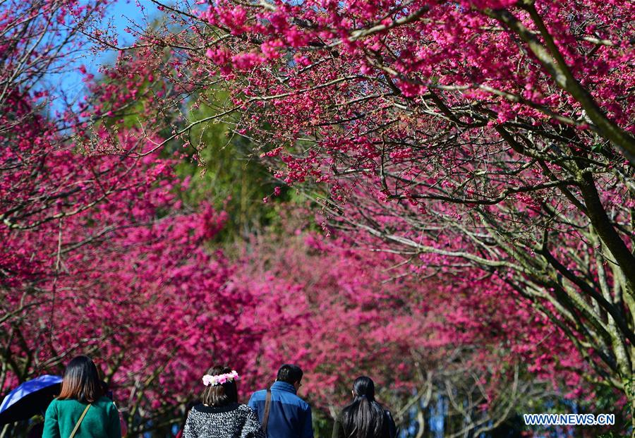 CHINA-FUJIAN-CHERRY-TEA GARDEN (CN)