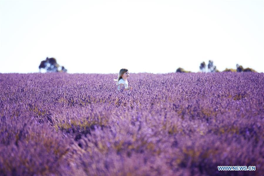 AUSTRALIA-TASMANIA-LAVENDER-BLOSSOMS