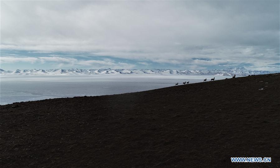 (InTibet) CHINA-TIBET-WINTER-HERDSMEN-LIFESTYLE (CN)