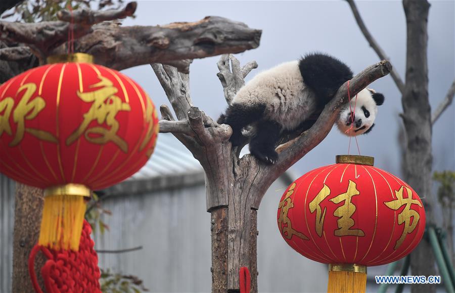 CHINA-SICHUAN-GIANT PANDA-SPRING FESTIVAL (CN)