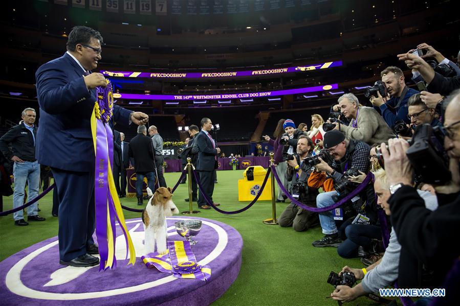 US-NEW YORK-DOG SHOW