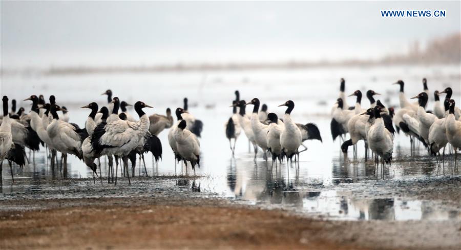 CHINA-GUIZHOU-WEINING-BLACK-NECKED CRANES (CN)