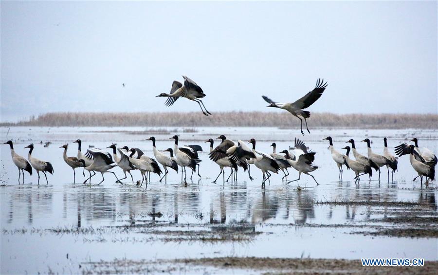 #CHINA-GUIZHOU-WEINING-BLACK-NECKED CRANES (CN)