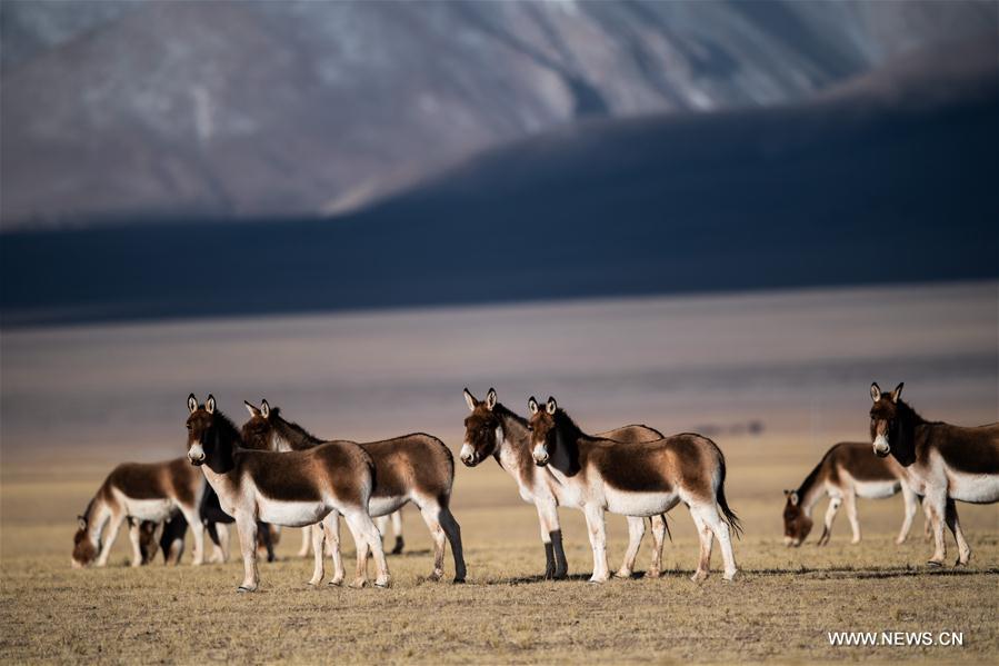 (InTibet)CHINA-TIBET-SHUANGHU (CN)