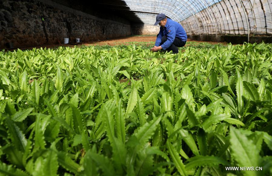 #CHINA-JINGZHE-FARM WORK