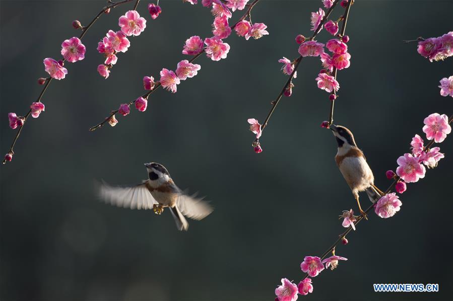 #CHINA-SPRING-FLOWERS (CN)