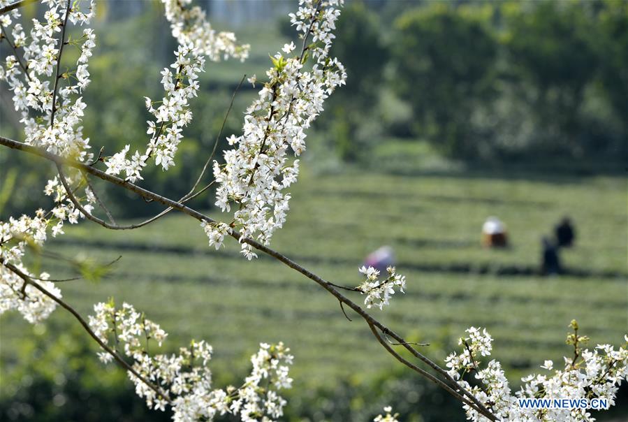 CHINA-SPRING-FLOWERS (CN)