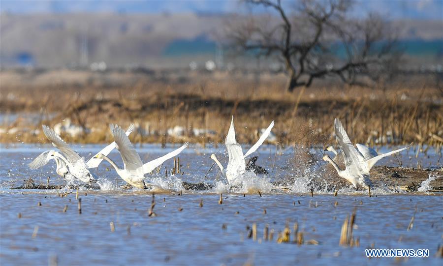 CHINA-INNER MONGOLIA-ORDOS-SWAN (CN)