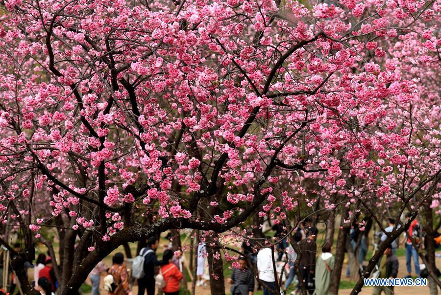 CHINA-YUNNAN-KUNMING-CHERRY BLOSSOM (CN)