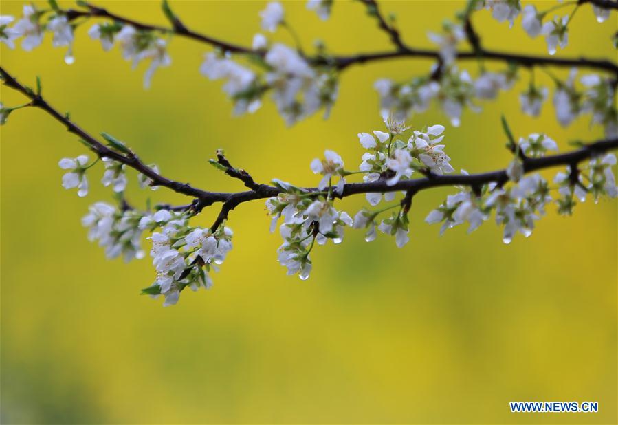 #CHINA-HUNAN-SPRING-FLOWER-RAIN (CN)