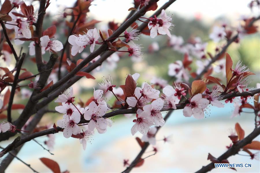 TURKEY-ISTANBUL-FLOWERS