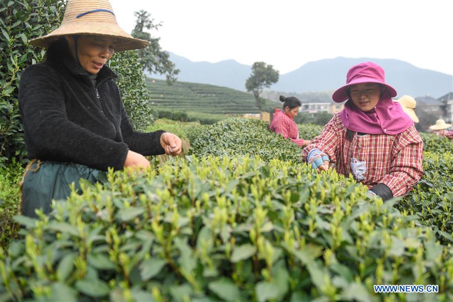 CHINA-HANGZHOU-TEA-PICKING (CN)