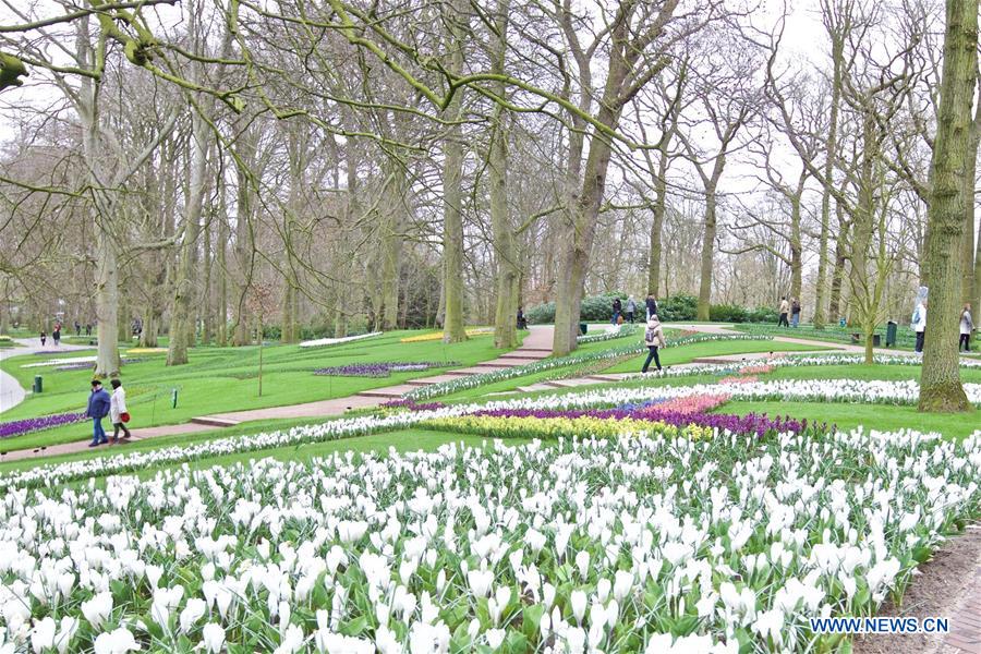 THE NETHERLANDS-LISSE-KEUKENHOF-TULIP