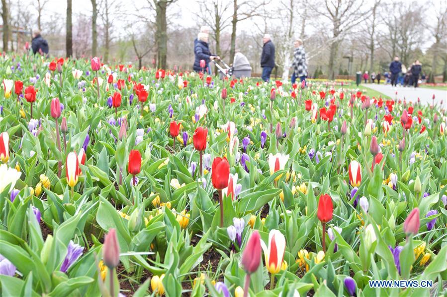 THE NETHERLANDS-LISSE-KEUKENHOF-TULIP