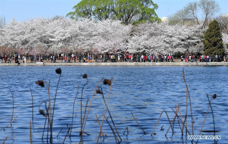 CHINA-BEIJING-SPRING-CHERRY BLOSSOMS (CN)