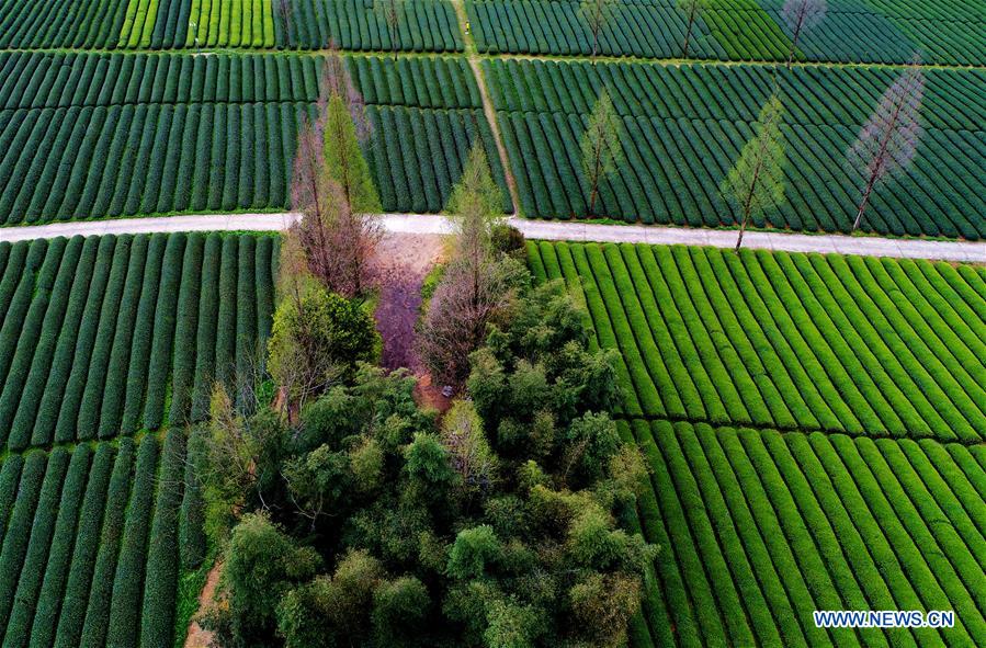 CHINA-FUJIAN-WUYISHAN-TEA GARDEN (CN)