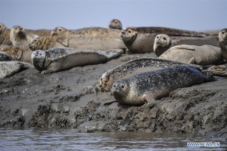 CHINA-LIAONING-PANJIN-SPOTTED SEALS (CN)